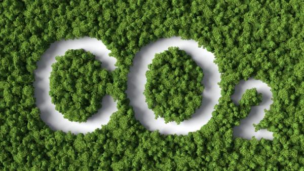 Co2 Supplementation: What Benefits Does CO2 Provide for Plants?